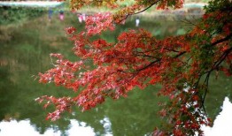 枫丹植物爆料最新消息新闻,神秘植物家族即将亮相，生态画卷再添新彩